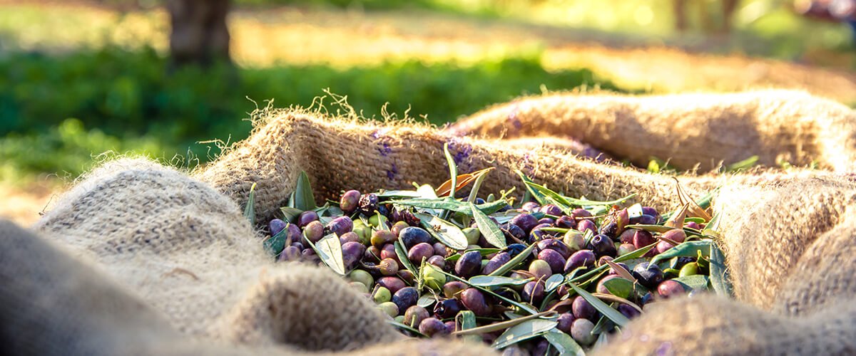 SURFOLY : Transformer les résidus d'olives en aliments durables pour les ruminants